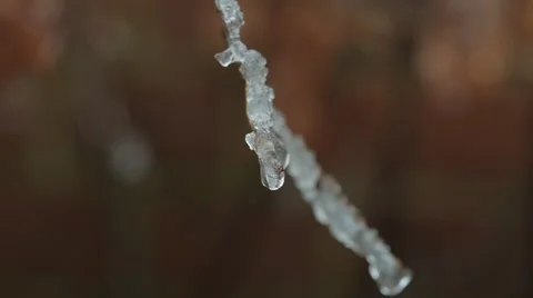 Detail macro of melting snow on a tree´s limb Stock Footage 49826243