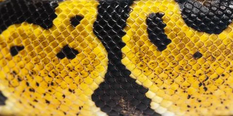 Detail macro of a Pastel ball python scales, Python Regius, isolated on white Stock-Fotos