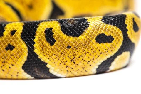 Detail macro of a Pastel ball python scales, Python Regius, isolated on white Stock-Fotos
