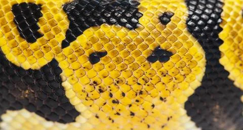 Detail macro of a Pastel ball python scales, Python Regius, isolated on white 写真素材