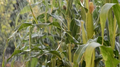 Detail of maize field in the rain Stock Footage 67475100