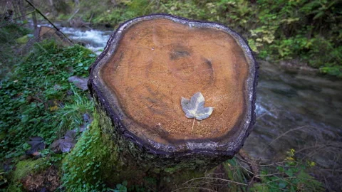 Detail of a maple leaf on a moss covered stump Stock Footage 158970692