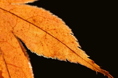 Detail of a maple leaf Foto stock