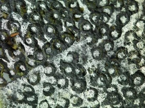 Detail of a mold texture Stock Photos