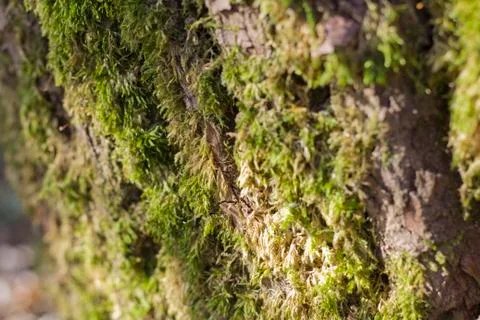 Detail of moss on tree bark Stock Photos