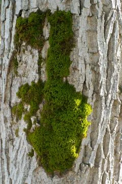 Detail of moss on tree bark Stock Photos