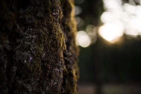 Detail of moss on tree Foto stock