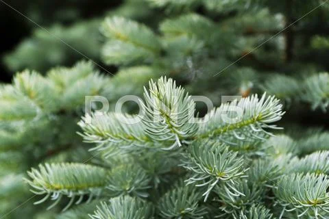Detail needles Stock Photos