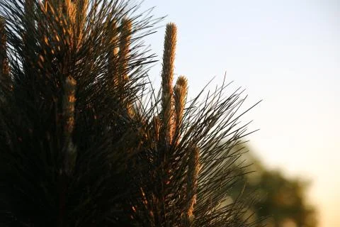 Detail needles 스톡 사진