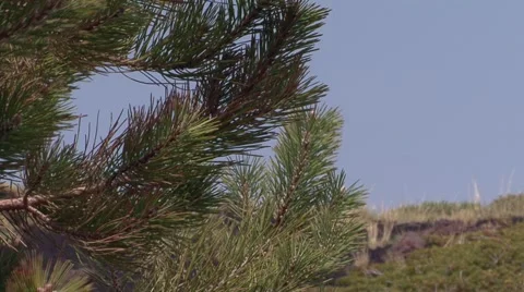 Detail needles of the pine tree Stock Footage 52064598