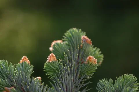 Detail of needles tree. Photos