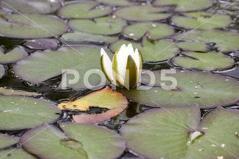 Detail of Nymphaea candida Stock Photos