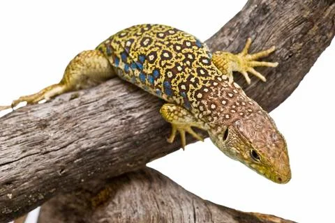 Detail o a lizard. Stock Photos