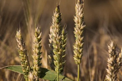 Detail of a oat stem Stock Photos