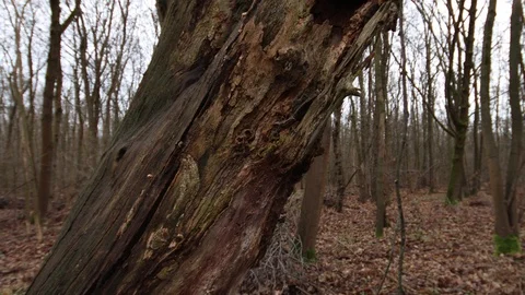 Detail of old sick broken tree Video stock 120649153