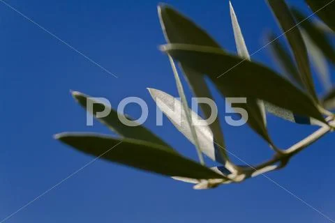 Detail of olive tree branch with shallow depth of field Stock Photos