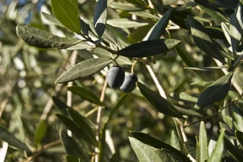 Detail of an olive tree in spring Stock Photos