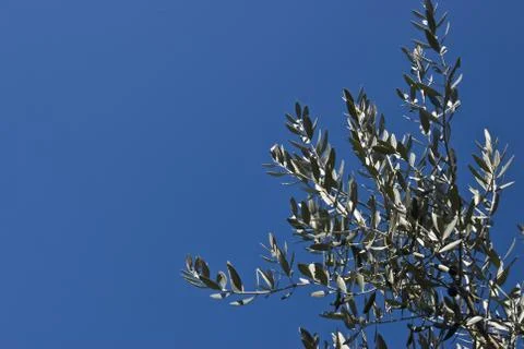 Detail of an olive tree in spring Stock-Fotos