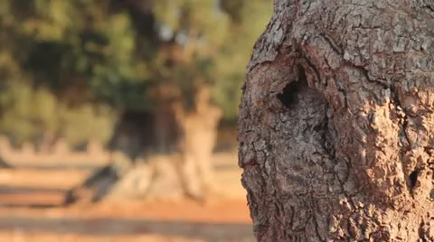 Detail of an olive tree trunk Stock Footage 12101282