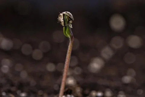 Detail of the opening of a cannabis seed and the birth of the plant Stock Photos