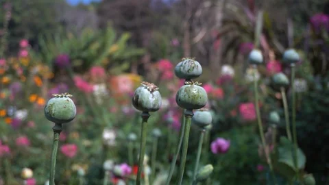 Detail of opium poppy papaver somniferum with flowers background. Stock Footage