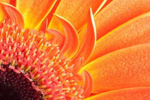 Detail of orange gerbera petals Stock Photos