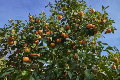 Detail of the orange tree 스톡 사진