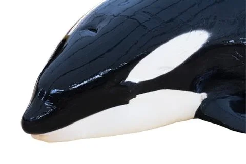 Detail of orca Stock Photos