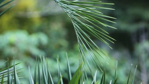 Detail of a palm leaf Video stock 128077502