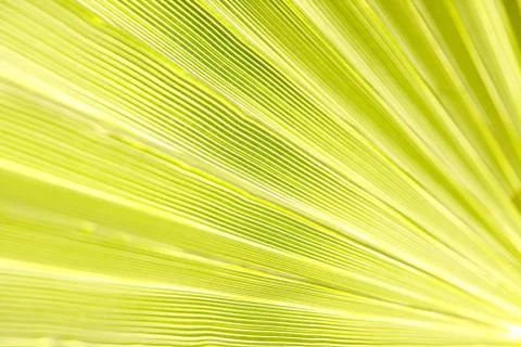 Detail of palm leaf structure Stock Photos