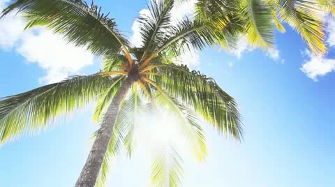 Detail of palm tree against blue sky with sun Stock Footage