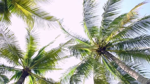 Detail of palm trees green leaf in the wind for summer background Stock Footage 134668539
