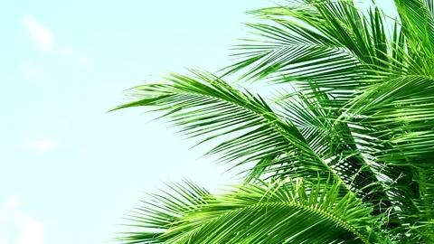 Detail of palm trees green leaf in the wind for summer background Stock Footage 135222002