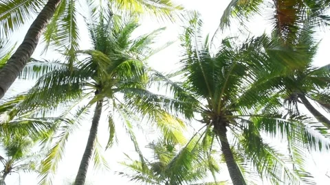 Detail of palm trees green leaf in the wind for summer background Stock Footage 135226832