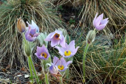 Detail of the pasqueflower Stock Photos