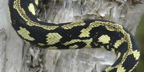Detail of pattern on Asutralian Jungle Python, Morelia spilota cheynei 写真素材