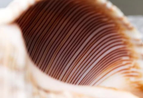 Detail Of Pattern Of Stripes On Sea Shell 写真素材