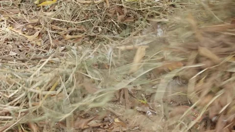Detail of a person's hands picking up and cleaning remnants of dried brown .. Stock Footage 330052690