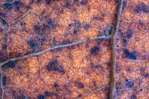 Detail Foto stock