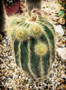 Detail photo of the green cactus Stock Photos