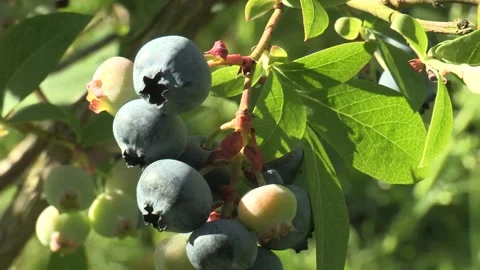 Detail of picking blueberries Stock Footage 195543045