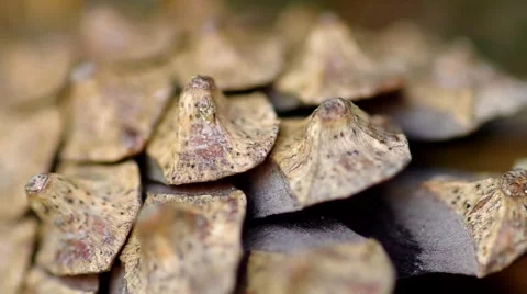 Detail pine cones Stock Footage 42789567