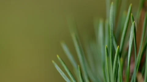 Detail of pine needles Stock Footage 42789993