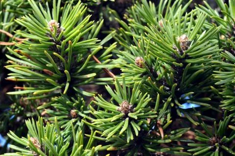 Detail of pine needles Stock Photos