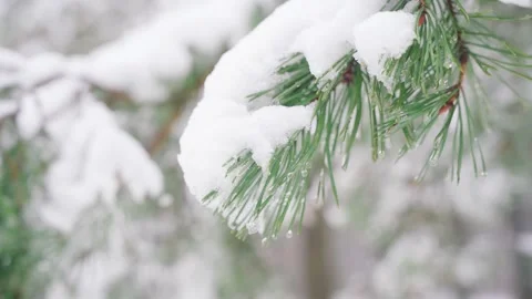 A detail of a pine tree branch. Snow lies on a branch. Melted snow drips down. Stock Footage 233291454