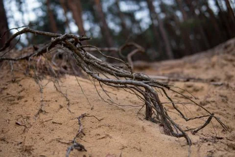 Detail of pine tree roots Stock Photos