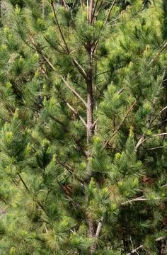 Detail of a pine tree trunk Stock Photos