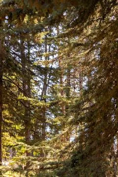 Detail of pine trees with daylight. Stock Photos