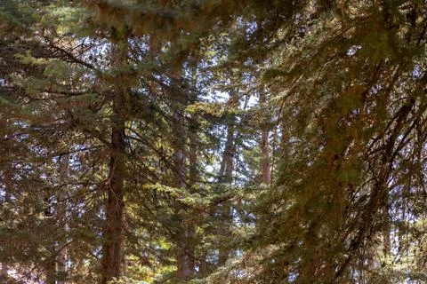 Detail of pine trees with daylight. Stock Photos