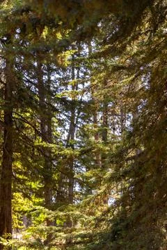 Detail of pine trees with daylight. Stock Photos